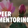 Peer Mentoring in white text on top of a photo of a pink prickly pear blooming flower